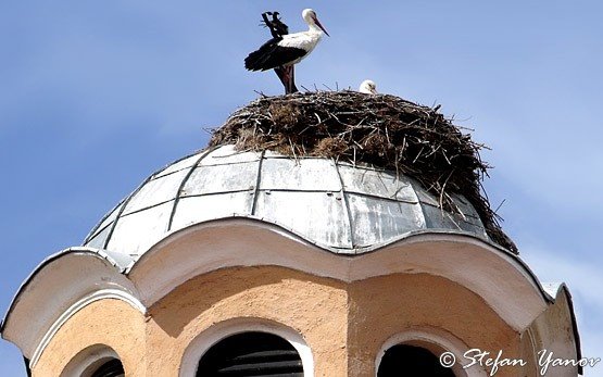 Cigüeñas, Chirpan