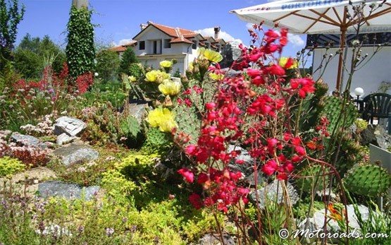 Flowers, Dolna Banya